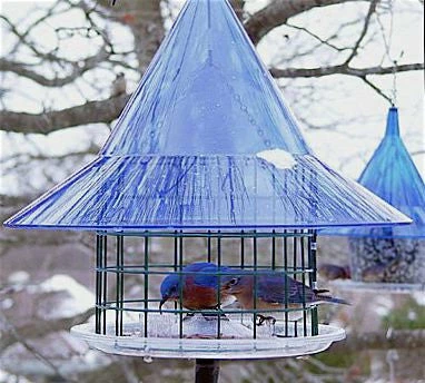 Bluebird Feeders Sky Cafe Bluebird Feeder By Arundale