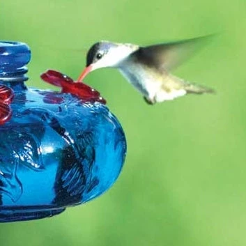 Parasol Hummingbird Feeders Bloom Perch Hummingbird Feeder- Aqua Or Green