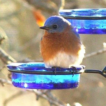 Erva Quick-Connect Glass Mealworm Feeder Bluebird Feeders