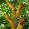 Nature House Squirrel Feeders Metal Corn Cob Squirrel Feeder-8 Ears