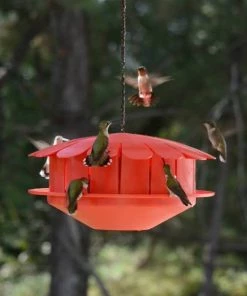 The Birdhouse Chick Humm-Bug Protein Hummingbird Feeder Hummingbird Feeders