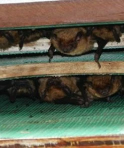 Songbird Essentials Large Capacity Bat House-5 Chamber