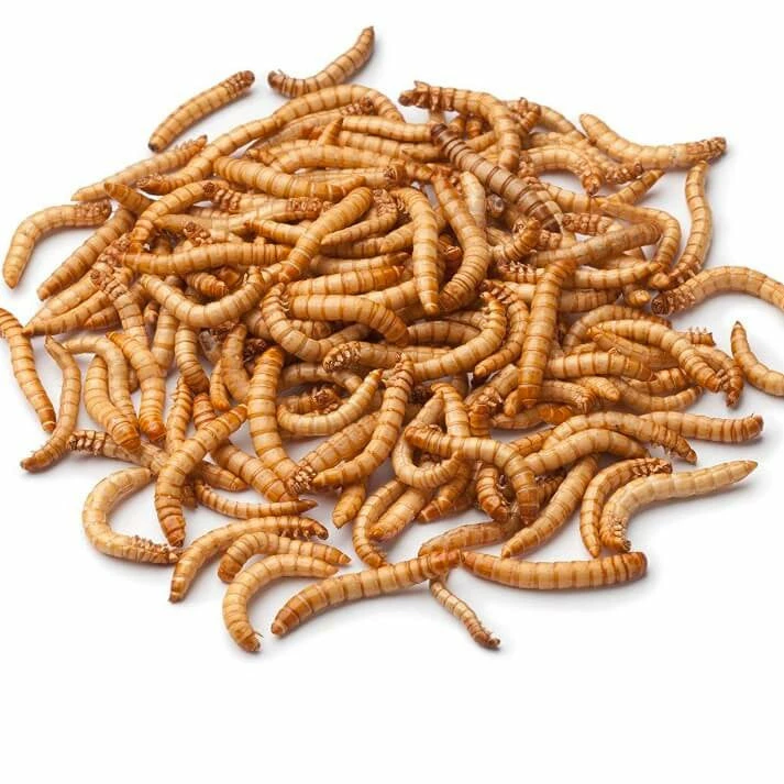 Bug Company Live Mealworms-Bulk Options