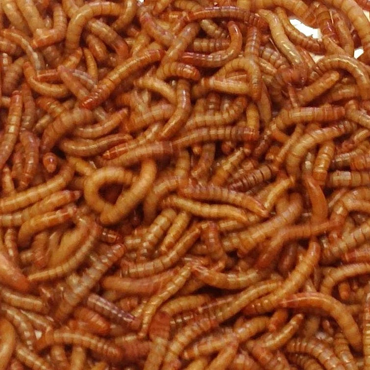 Bug Company Live Mealworms-Bulk Options