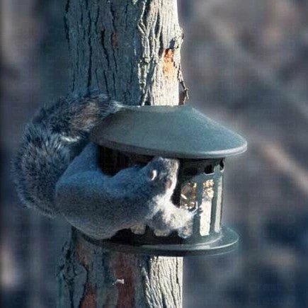 Heritage Farms Metal Squirrel Diner Post Mount Feeder