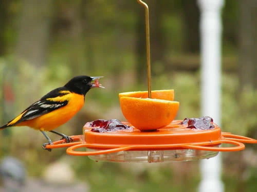 Birds Choice Oriolefest Oriole Bird Feeder