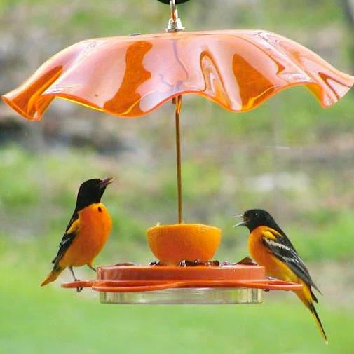Birds Choice Oriolefest Oriole Bird Feeder