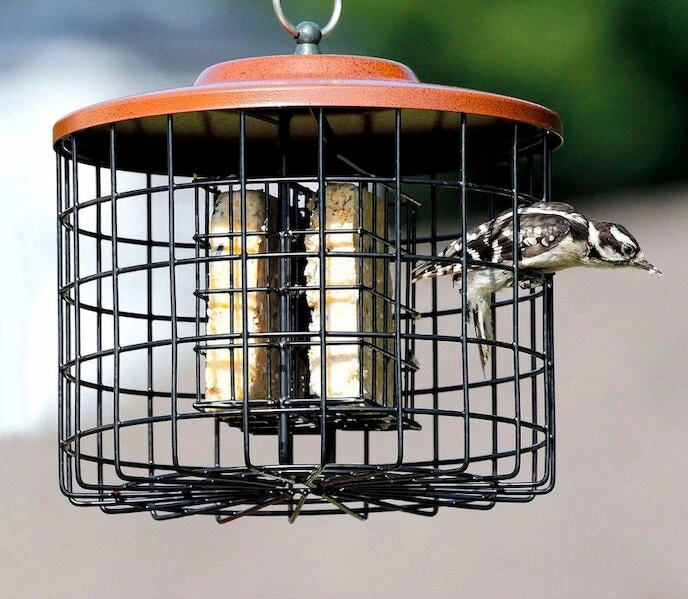 Hiatt Manufacturing Suet Feeders Squirrel Proof Double Suet Feeder