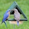 Songbird Essentials Staked Bluebird Feeder