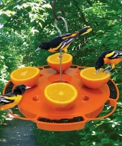 Songbird Essentials Fruit, Jelly & Mealworm Feeders Ultimate Oriole Feeder