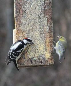 Birds Choice Specialty Foods & Mealworms Nutty Spreadable Suet