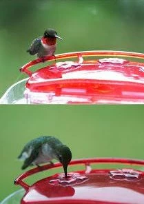 Aspects Jewel Box Window Hummingbird Feeder