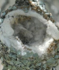 Songbird Essentials Hummingbird Feeders Hummer Helper Kit