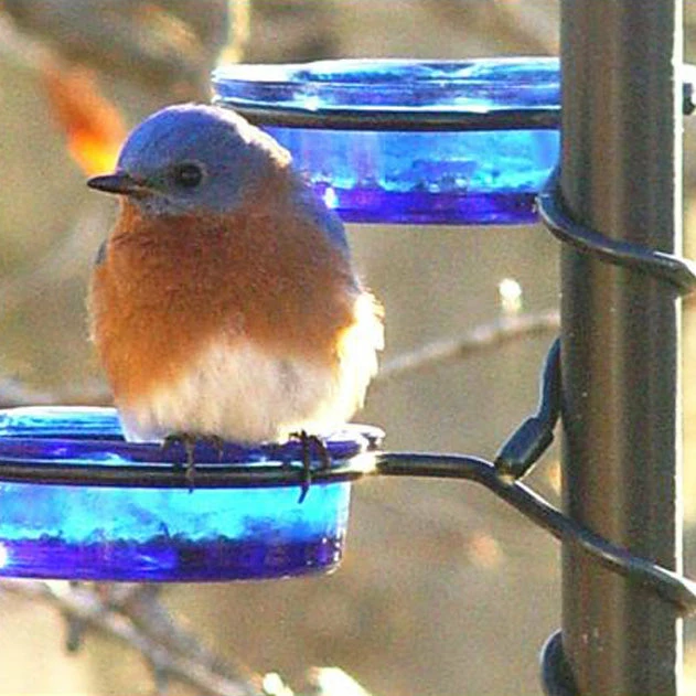 Erva Quick-Connect Glass Mealworm Feeder Bluebird Feeders