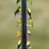 S&K Manufacturing Rainbow Finch Feeder