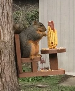 Songbird Essentials Table And Chair Squirrel Feeder-2
